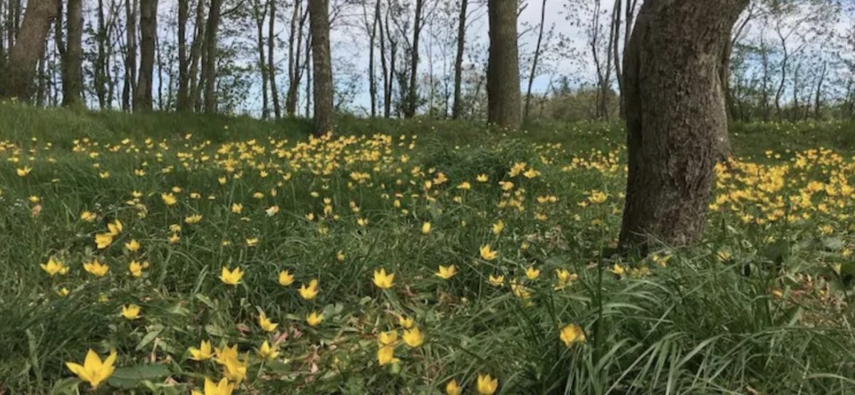 Der Garten des eigenen Herzens – eine geführte Hypnose / Meditation